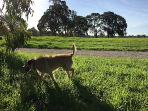 southern victoria park