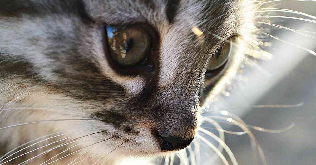 Kitten face closeup