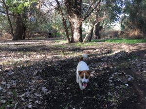victoria parklands creek
