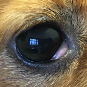 cherry eye dog