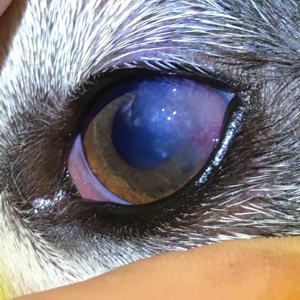 What Dog or Cat Eye Problem Is That? Walkerville Vet