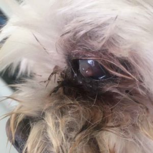 ruptured eye dog