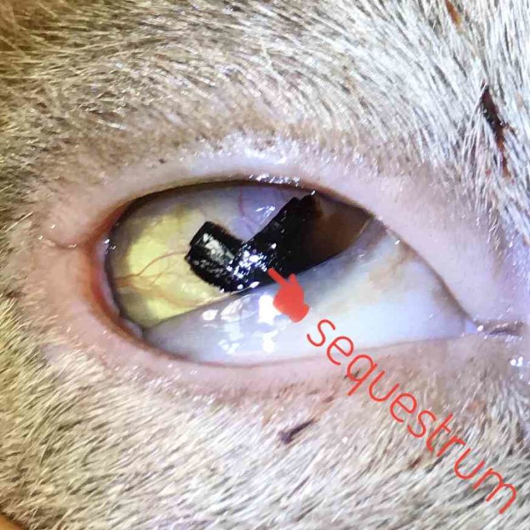 What Dog or Cat Eye Problem Is That? Walkerville Vet