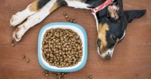 pet food safety