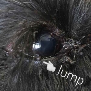 eye lump dog