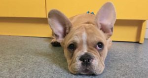 french bulldog vet