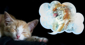 wild cat diet