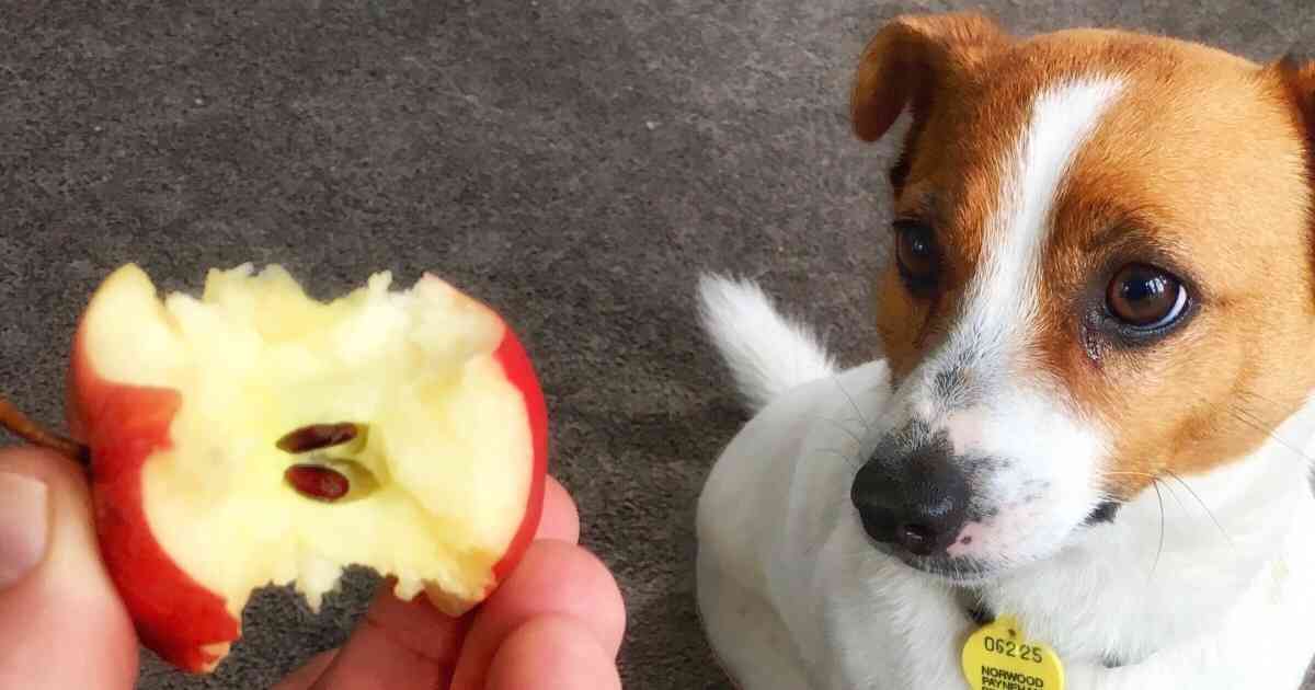 give dog apple