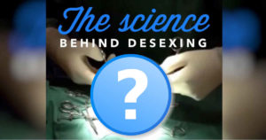 dog desexing problem