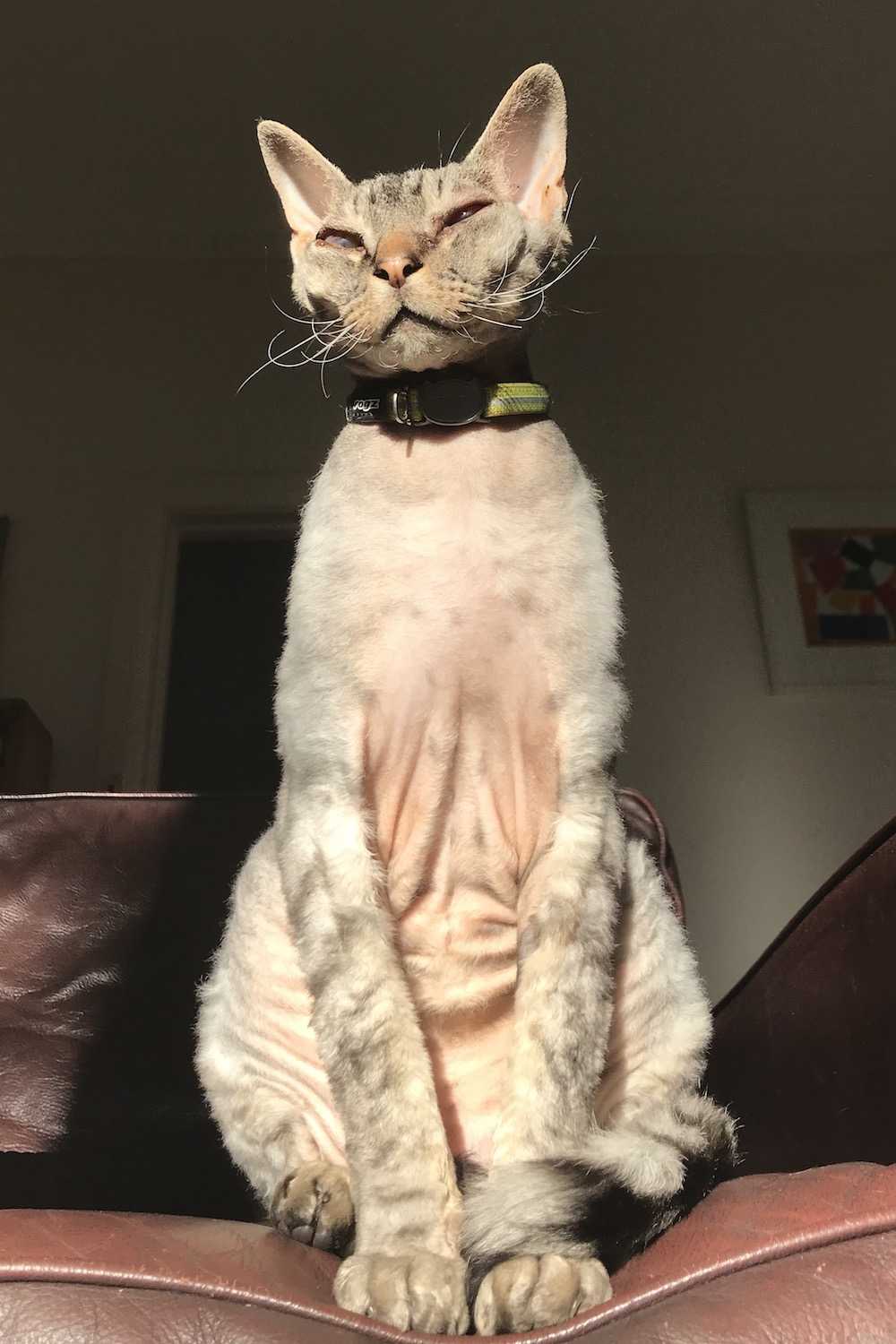 Overgrooming, Over licking & Hair loss In Cats Walkerville Vet