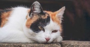 old cat resting