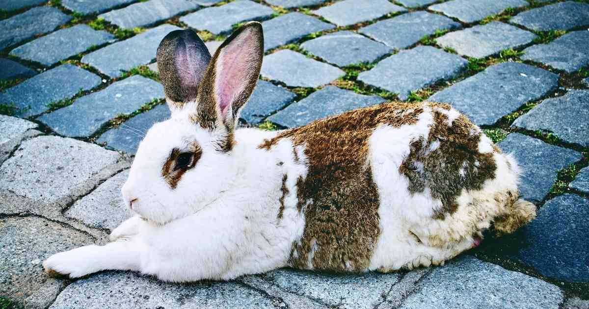 rabbit arthritis treatment