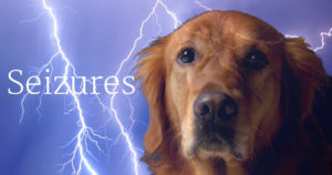 dog seizure treatment