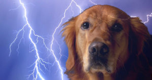 dog seizure treatment