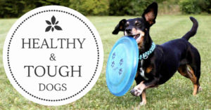 healthy dog breed