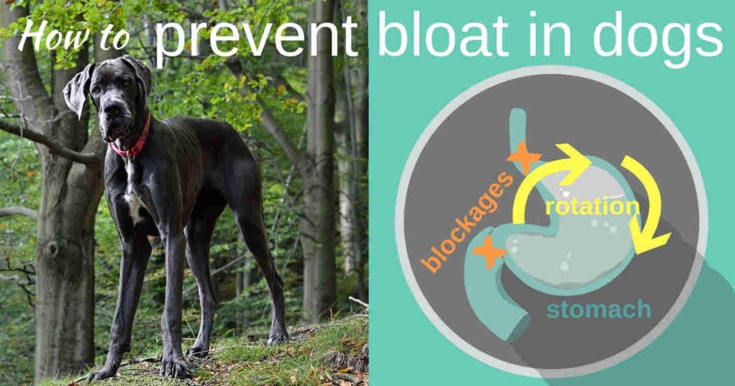 Help! My Dog Has Bloat | Signs & Treatment | Walkerville Vet