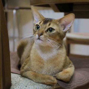 abyssinian cat