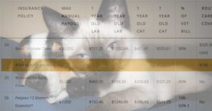 pet insurance comparison