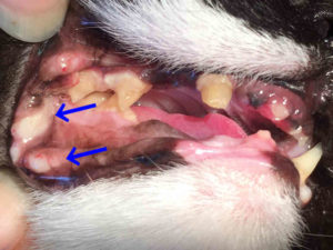 cat mouth ulcers