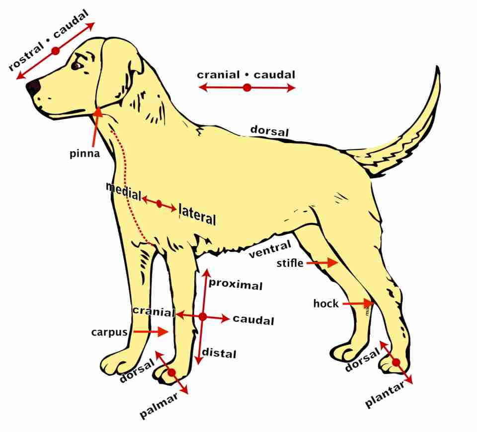 Vet Terminology 33 Animal Word Meanings Walkerville Vet
