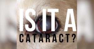 dog lens cataract