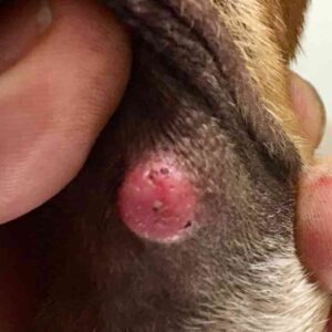 dog skin tumour