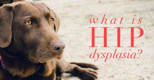 hip dysplasia dog