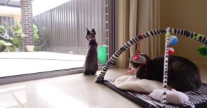 cats kept inside