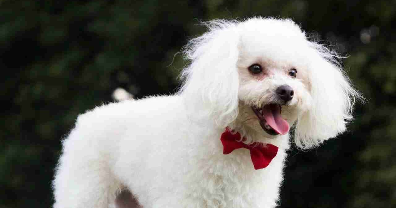 Age To Neuter Male Standard Poodle