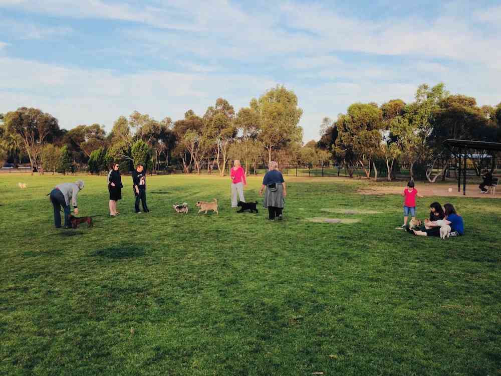 47 Adelaide Off Leash Dog Parks List & Map Walkerville Vet