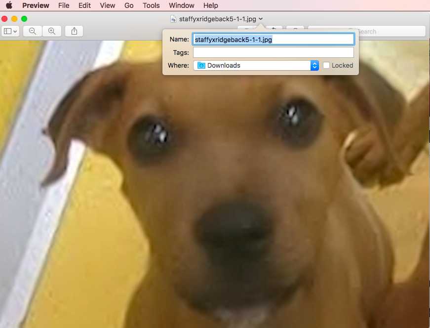 How To Spot A Hoax | Online Puppy Scams | Walkerville Vet