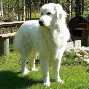 pyrenean mountain dog