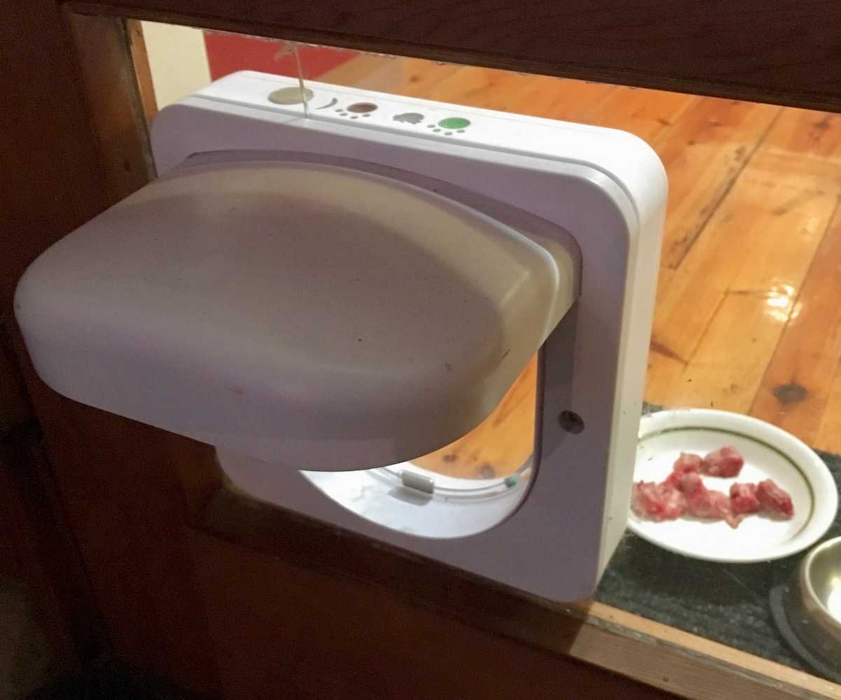 How To Get An Older Cat To Accept A Kitten Walkerville Vet