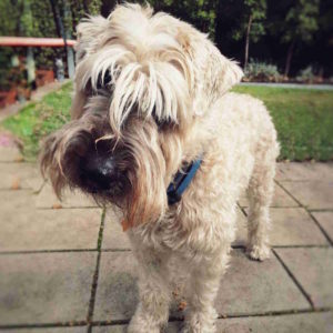 softcoated wheaten terrier
