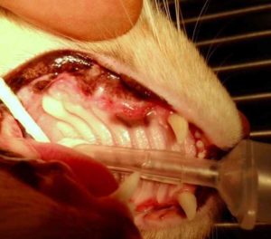 cat stomatitis extractions