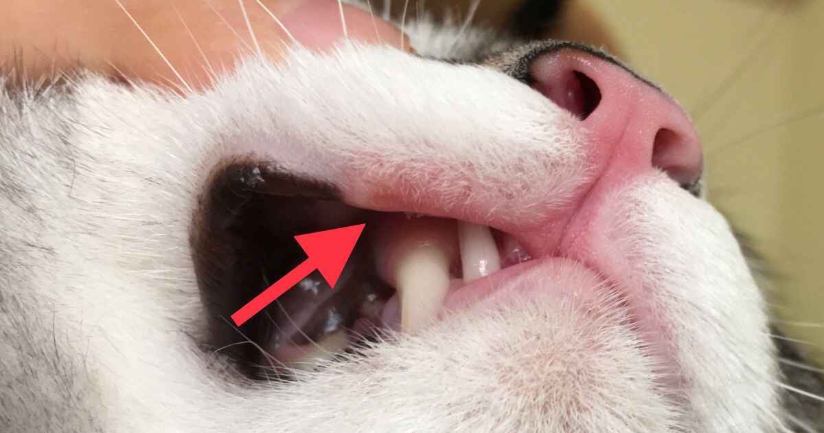 cat mouth sore