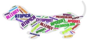 cytopoint apoquel atopica