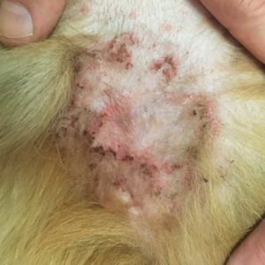 dog skin infection