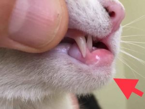 cat swollen chin