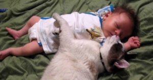 cat baby danger