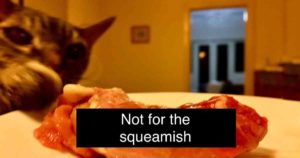 cat raw meat