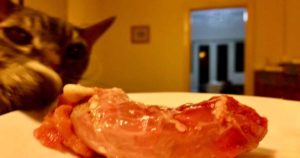 cat raw chicken