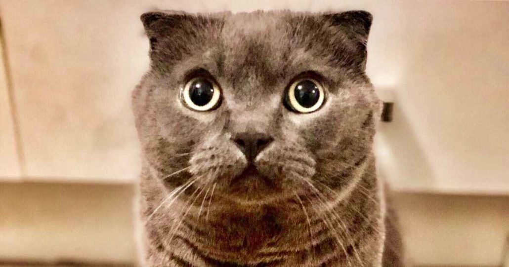 Pancreatitis In Cats Signs, Tests & Treatment Walkerville Vet