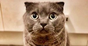 gom pancreatitis cat