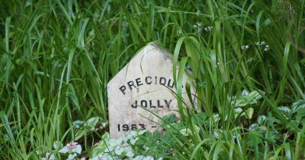 Yes It's OK To Bury Your Pet In Your Backyard Walkerville Vet