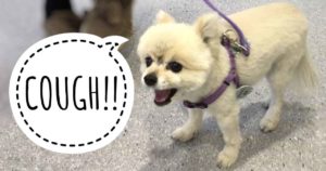 pomeranian with cough