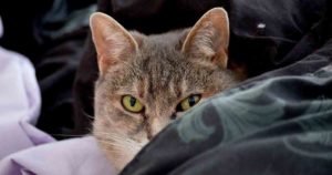 cat on bed