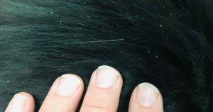 black cat with flaky skin
