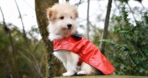 dog in red jacket