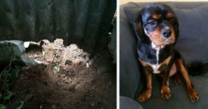 hole in dog fence